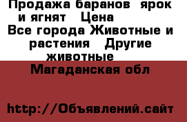Продажа баранов, ярок и ягнят › Цена ­ 3 500 - Все города Животные и растения » Другие животные   . Магаданская обл.